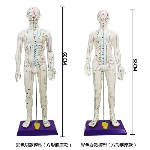 Физиологичное иглоукалывание подходит для мужчин и женщин для всего тела, большой манекен головы, обучение