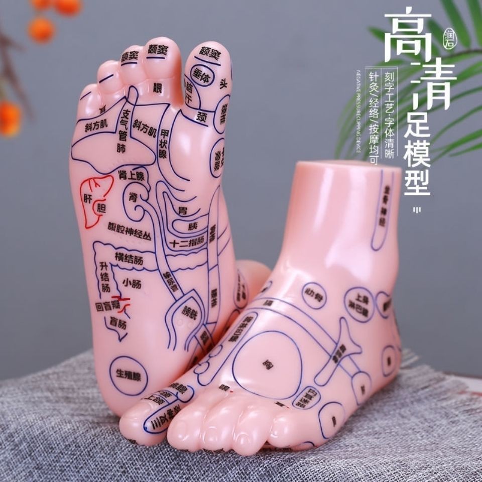 足底按摩反射区模型足部穴位模型大字体足疗模型脚底穴位模型