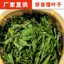 2021 Zihua clover grass leaf 250g clover leaf young rabbit grain dragon cat Dutch pig grain grass 2 copies