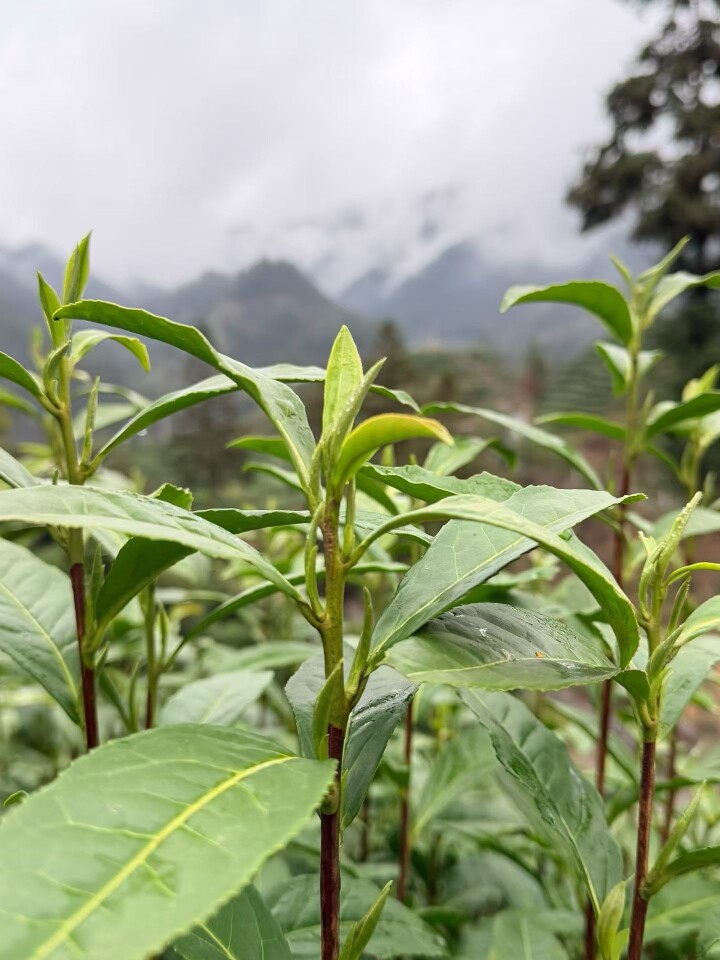 古丈青竹山茶业
