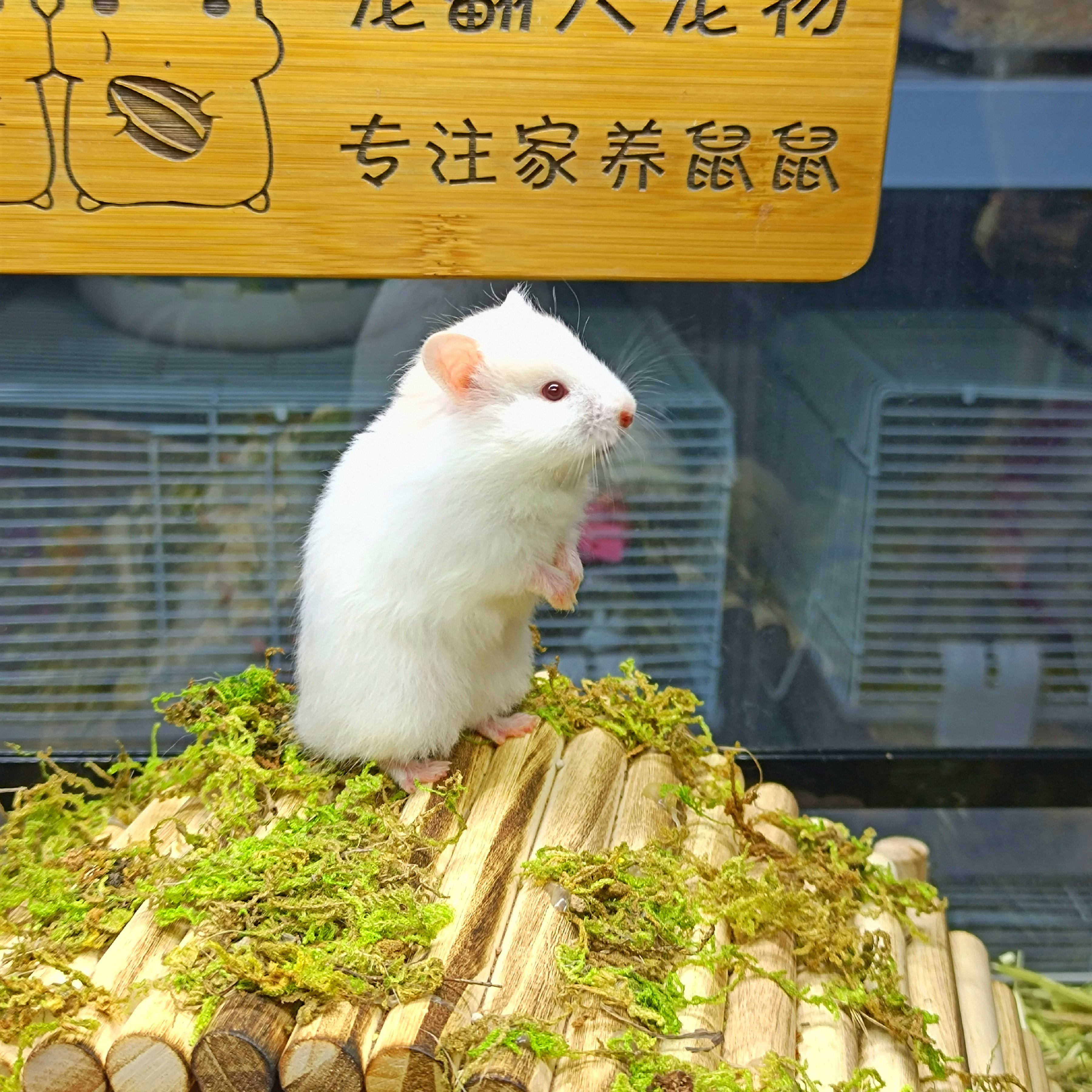 (Long-haired honey spots) Real domestic hamster golden bear has a docile personality and is easy to use. The picture has no beauty - Taobao