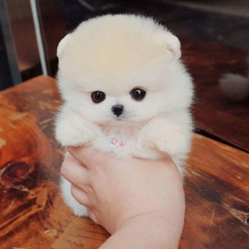 purebred pomeranian puppy