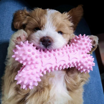 Dog Toys For Small Dogs Indestructible Dog Toy Teeth Cleanin