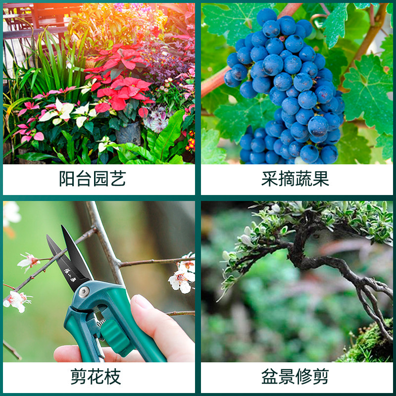 张小泉修枝剪刀,园艺爱好者的福音?一文教你选对好剪刀!🌸🍃-园艺刀剪-淘宝好物网
