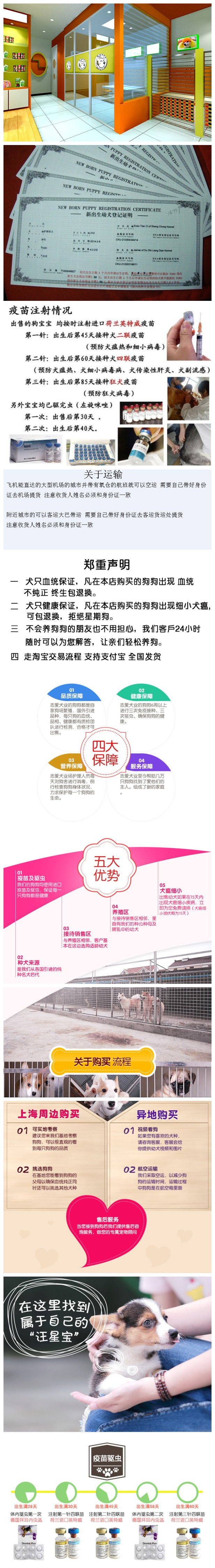珠海市可爱健康的小鹿犬狗狗出售了迷你型的长不大的小鹿