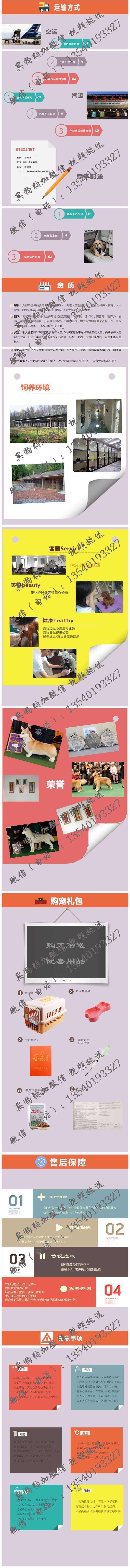 上海巴哥多少钱上海巴哥哪卖巴哥 巴哥价格