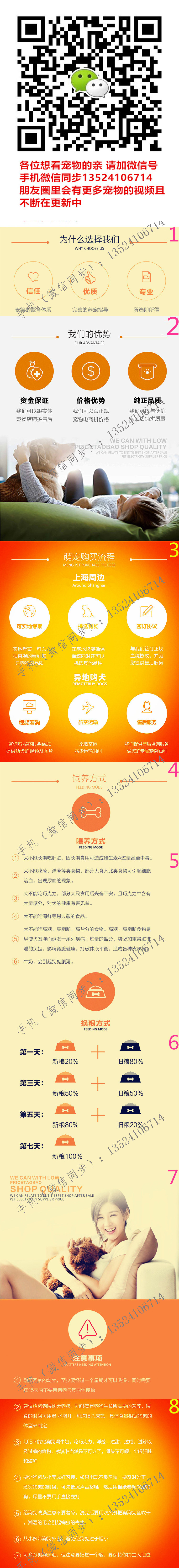 专业繁殖高品质 赛级拉布拉多幼犬 纯种血系协议质保