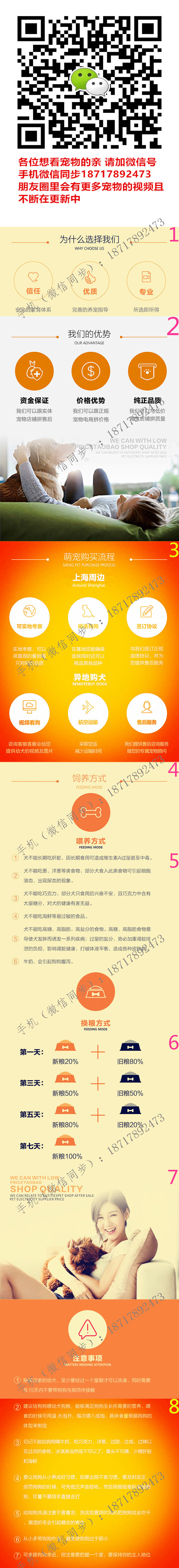 纯种健康拉布拉多找新家啊 疫苗驱虫齐全 包售后