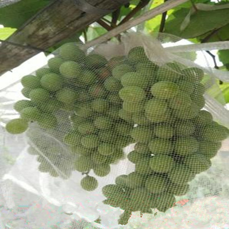 Set of grape anti-insect anti-bird anti-fruit fly special gauze bag fruit and vegetable loquat pitaya bundle mouth rope small eye mesh bag