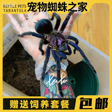 腿叔~哥伦比亚梦幻蓝镭射Xenesthis sp blue：蜘蛛界的颜值天花板！养它