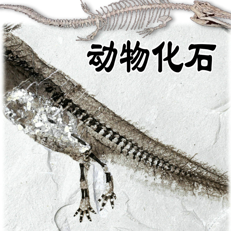 Unknown Species Animal Fossil, Skeleton Fossil, Skin Fossil, Paleontological Specimen, Educational Teaching Aids, Shipped by Sf Express