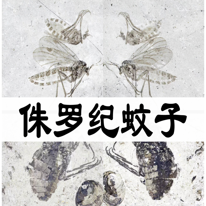 Double-Winged Insect Specimens, Fossil Mosquitoes, Flies, Pleurotus Mosquitoes, Water Flies, Aedes Mosquitoes, Teaching Geological Specimens, Fast Delivery Via Sf Express Double-Winged Insect Specimens, Fossil Mosquitoes, Flies, Pleurotus Mosquitoes, Water Flies, Aedes Mosquitoes, Teaching Geological Specimens, Fast Delivery Via Sf Express