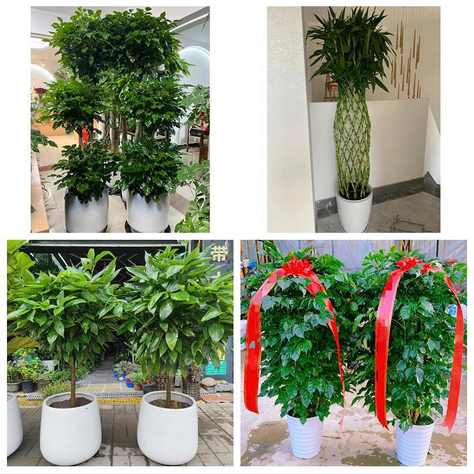 Green Plants Such as Money Trees and Happiness Trees Are Delivered Within the Same City in Yantai, Including Penglai, Zhaoyuan, Qixia, and Haiyang, as Gifts for Friends on Opening Ceremonies or Housewarming Occasions Green Plants Such as Money Trees and Happiness Trees Are Delivered Within the Same City in Yantai, Including Penglai, Zhaoyuan, Qixia, and Haiyang, as Gifts for Friends on Opening Ceremonies or Housewarming Occasions
