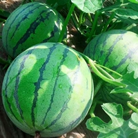 Маленькая таблетка сахара 2k арбузы 20 капсул