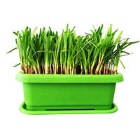 Мелкий лист маленький ладан, корни лука, 50 грамм 1 упаковки из 50 граммов органических удобрений