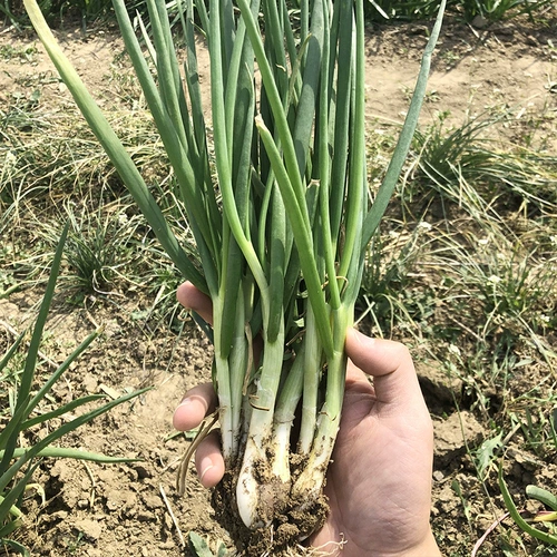 Shandong Four Seasons семян семян семян семян семян семян