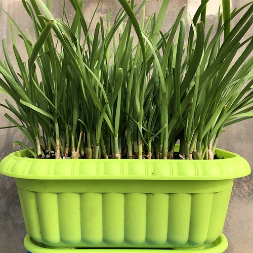 Shandong Small Fine -Leek Seeds 孑 Roots Leek Miao Farmers старые разнообразии Семейные балкон весенний четыре сезона