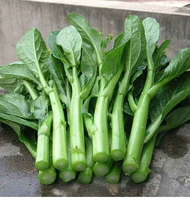 Четыре семена свеклы из свеклы на 250 грамм