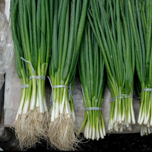 Shandong Four Seasons семян семян семян семян семян семян