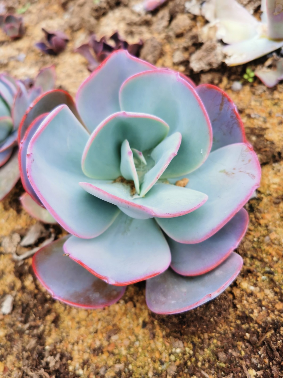 多肉植物包菜系大型品種布魯可林的藍