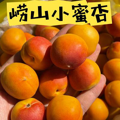 Теперь выбирая Qingdao Abricot Fresh Bervante Bervant Woman Fruit Fruit Fruit Fruit Fruit Fruit Fruit Fruit Fruit Laoshan Honey Abricot Shandong Big Red Abricot Yellow Abricoc Abricoc Sf