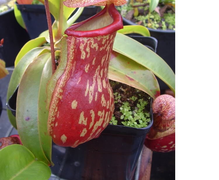 насекомоядное растение 【盖亚猪笼草】特大食虫植物驱蚊草食虫草食人花驱蚊草绿植盆栽