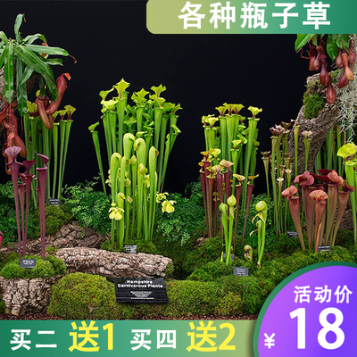 Разнообразие травы из бутылочки, cordyceces, щедровидно -ловцы, свинья, крем -крем, пластиковый пластичный картофель