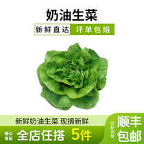 Butter lettuce vegetable salad vegetables fresh butter lettuce western food ingredients salad ingredients seasonal vegetables