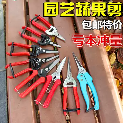 Orange grape pruning scissors pruning fruit picking fruit and vegetable fruit repairing flower picking home fruit tree tool artifact
