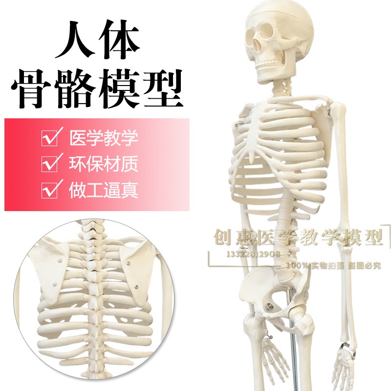 85cm人体骨骼模型 椎间盘 脊柱脊椎神经 正骨 医用骨架模型 包邮