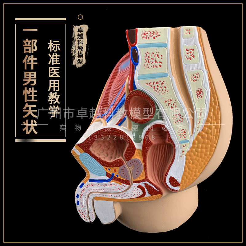 男性生殖泌尿系统模型 男性盆腔解剖结构模型 前列腺 男性生殖器
