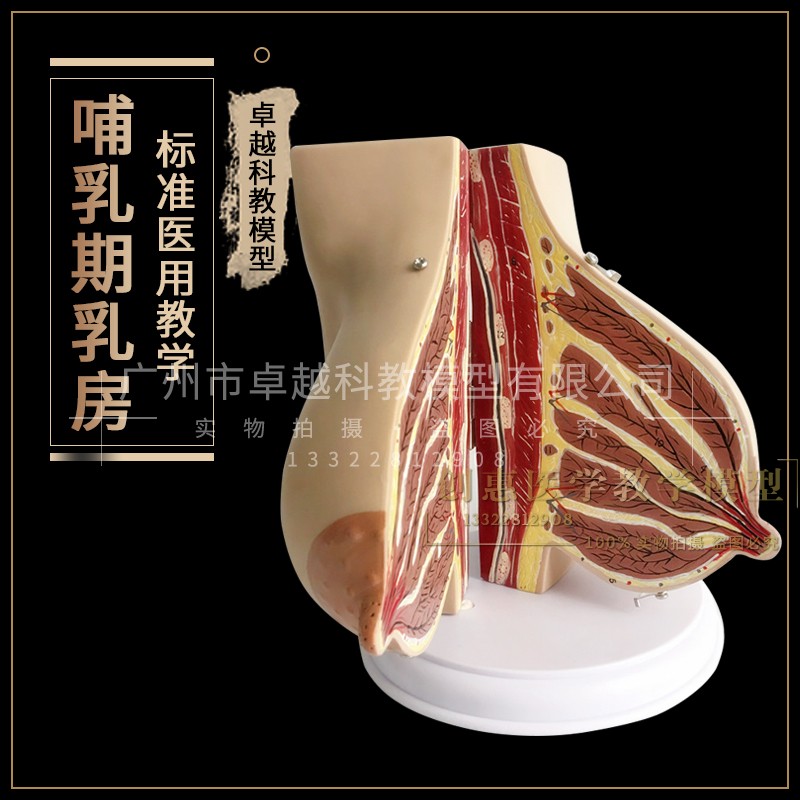 哺乳期乳房模型胸部解剖乳房结构造乳房乳腺病变模型催乳师教具