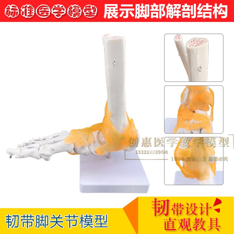脚关节附韧带模型人体足关节骨骼运动系统解剖手足外科