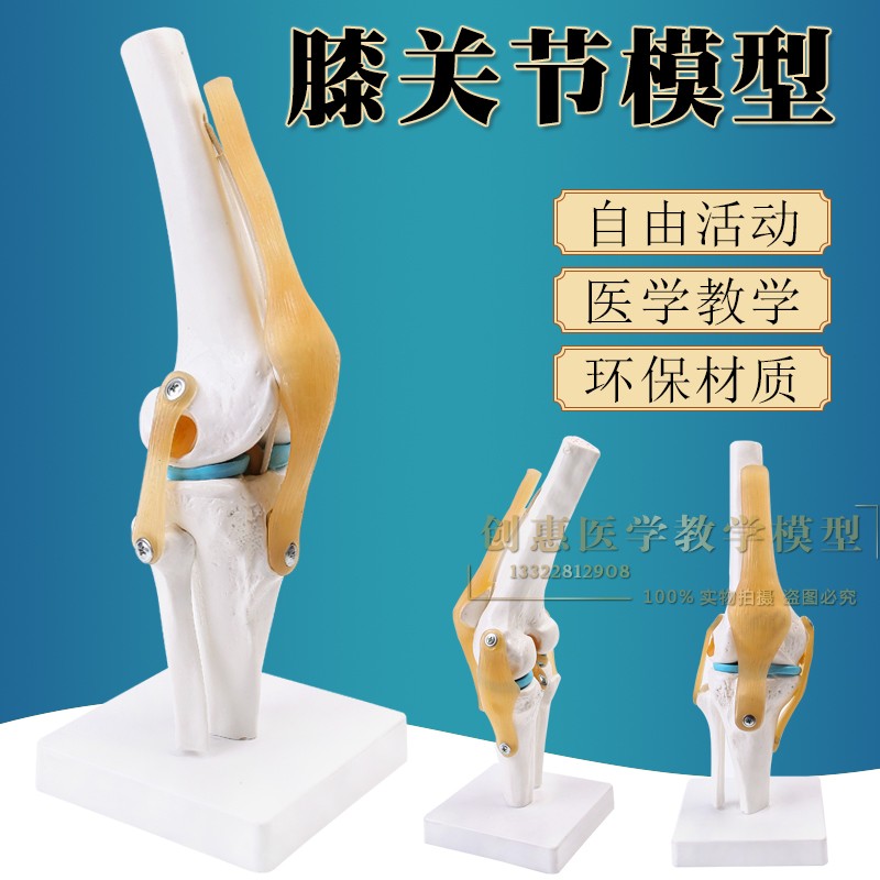 膝关节模型膝骨骼韧带模型结构造模型教学模型展示教学医学摆件