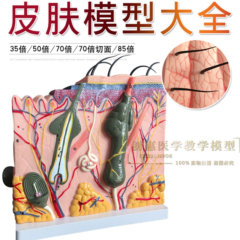 立体皮肤模型 皮肤切面模型 皮肤层次结构 皮肤放大模型 美容整形