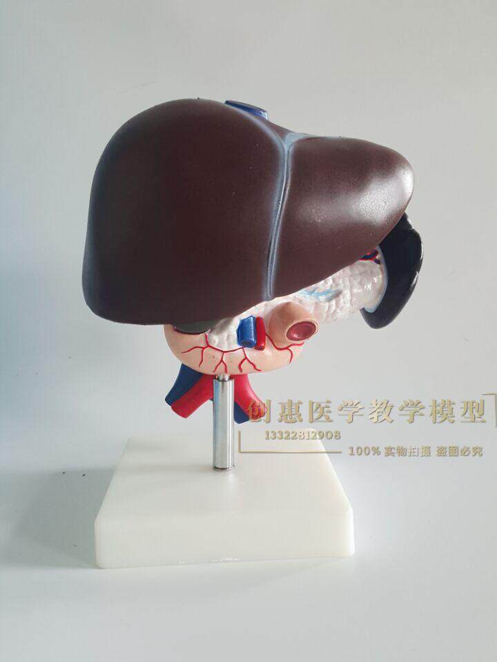 胰 肝 脾 解剖模型,肝胰和十二指肠解剖模型人体模型人体内脏模型