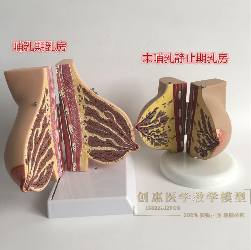 女性已孕 哺乳期乳房解剖模型,孕妇乳房解剖模型 催乳师培训模型
