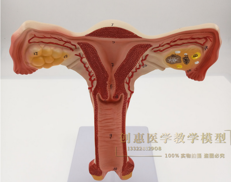 子宫解剖模型 女性生殖系统计生教育演示器材 子宫模型厂家直销