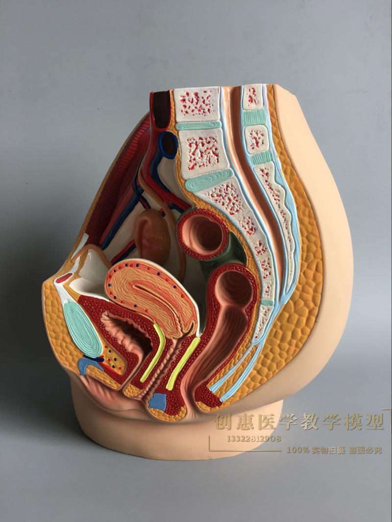 女性生殖泌尿系统模型 女性盆腔解剖结构模型 子宫模型 妇产科