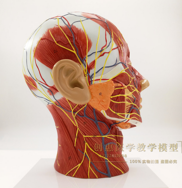教学仿真头部浅表神经血管模型头部付脑血管神经标本面部肌肉结构
