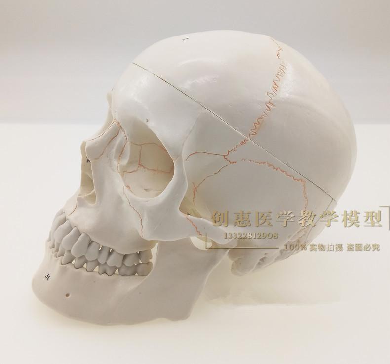 一比一医学仿真骷髅 人头骨模型 头颅骨解剖标本 数字编码标识