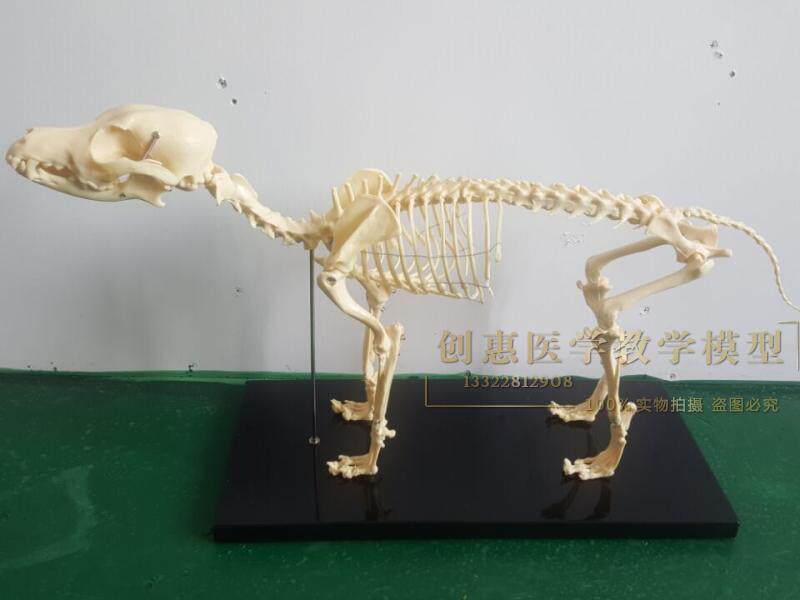 骨科器械 狗骨骼标本模型 宠物动物狗猫犬 教学骨架骨头 骨骼模型