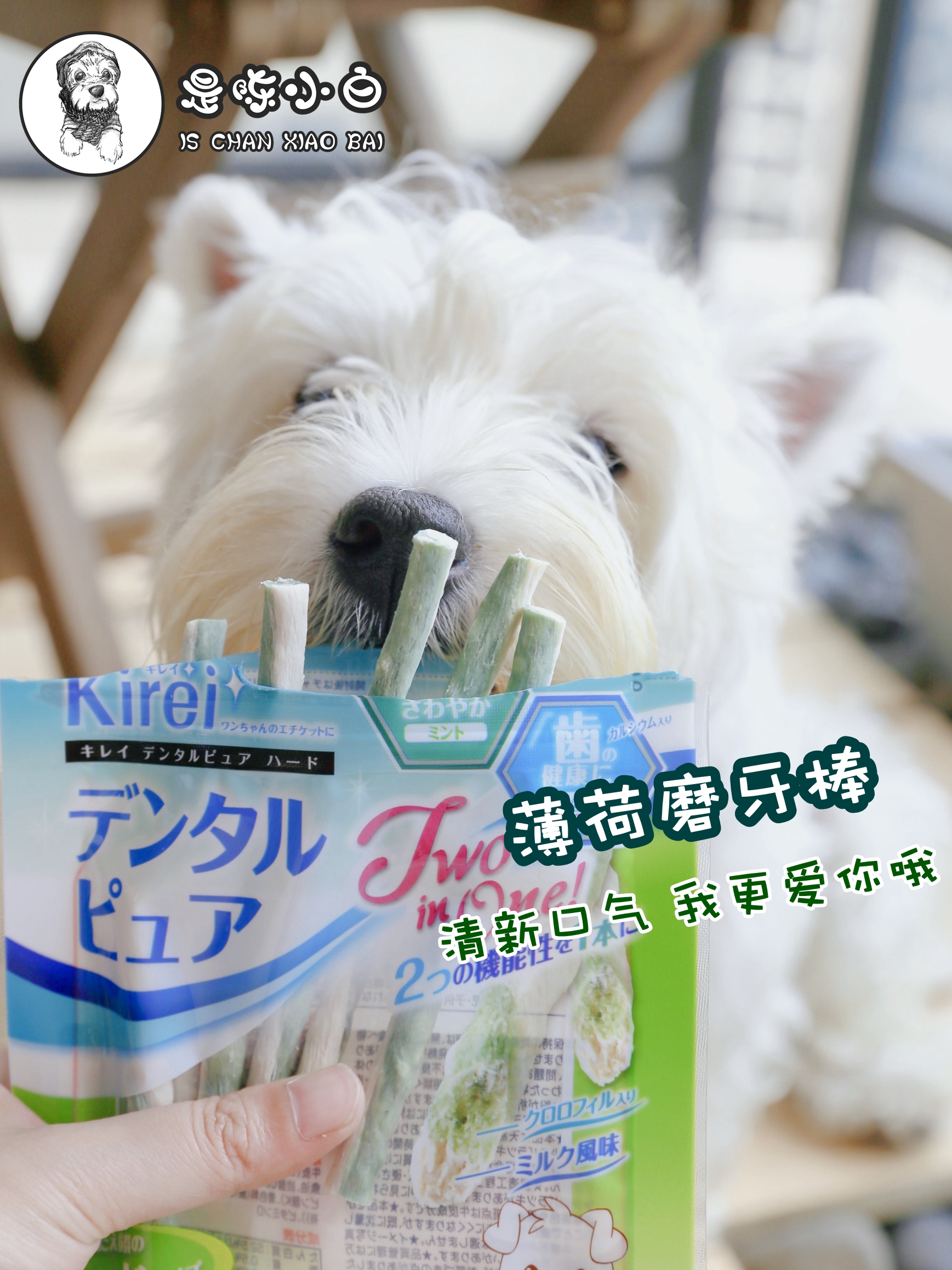 Japanese Petio Mint Tooth Grinding Teddy Teddy Puppies to grind their teddy tooth