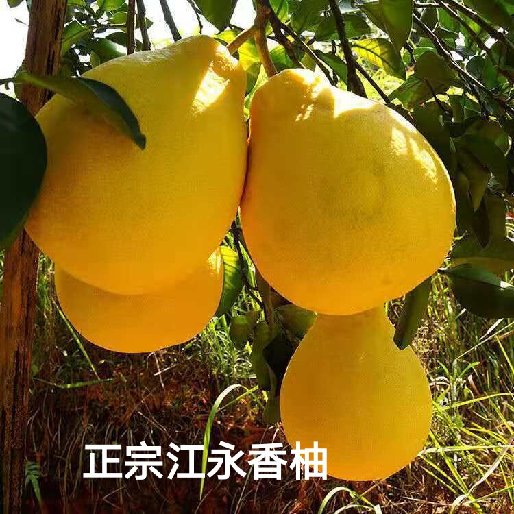 瑶乡人家农产品店的LOGO