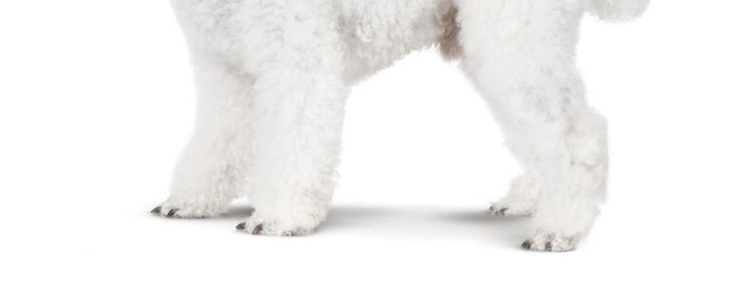 Dấu phẩy làm đẹp lông chó đặc biệt hơn chó gấu thức ăn luật Samoyed chiến đấu với Bomei để xé rách loại chung 3 kg - Chó Staples thức ăn smartheart