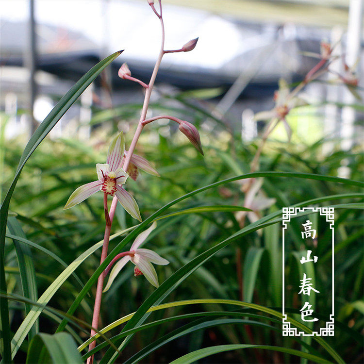 Детали весенних пейзажей гор - (1) .jpg