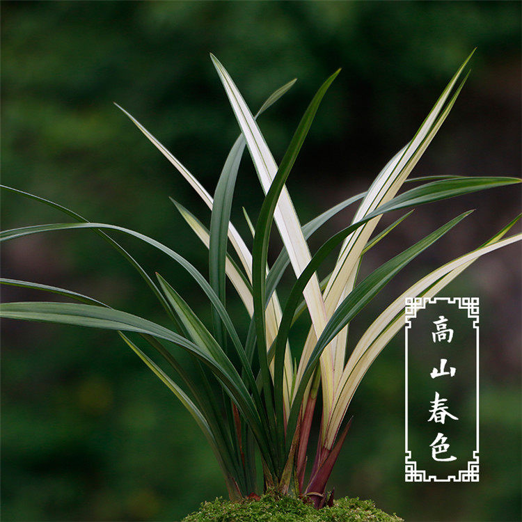 Детали весенних пейзажей гор - (2) .jpg