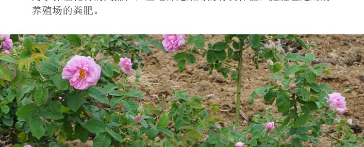 18 hàng mới! Pháp Chiba Rose Pure Dew 250ml Pingyin bão hòa tinh dầu Hoa nước dưỡng ẩm và làm sáng da - Tinh dầu điều trị tinh dầu xe hơi cao cấp