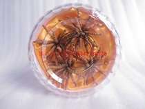Gift boxed cordyceps model Round boxed cordyceps model Cordyceps model simulation cordyceps model