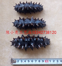 Simulation water hair sea cucumber model Simulation Ready-to-eat sea cucumber model Liao Ginseng model